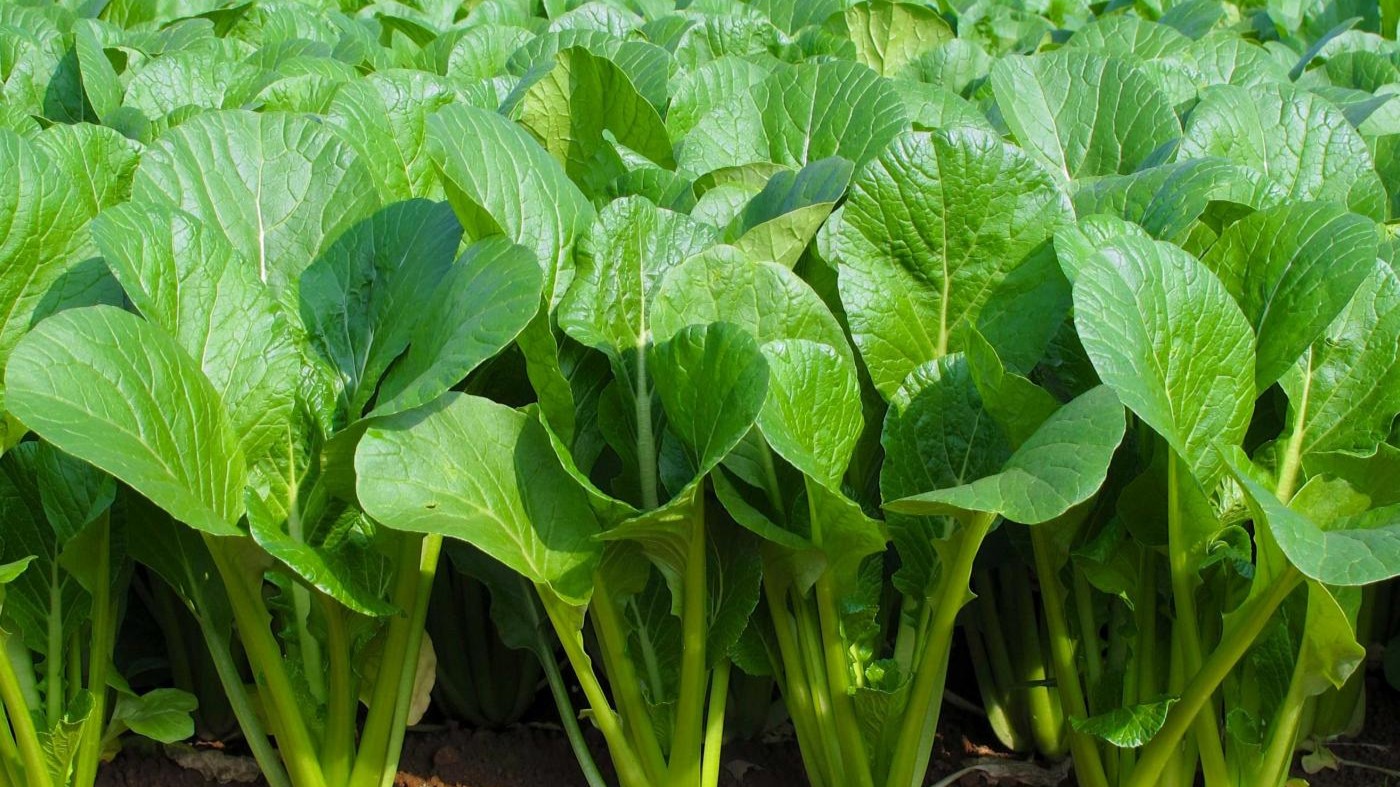 sormac baby leaf.jpg